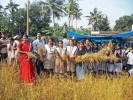 ആഘോഷനിറവില്‍ കരീപ്രയില്‍ കൊയ്ത്തുത്സവം